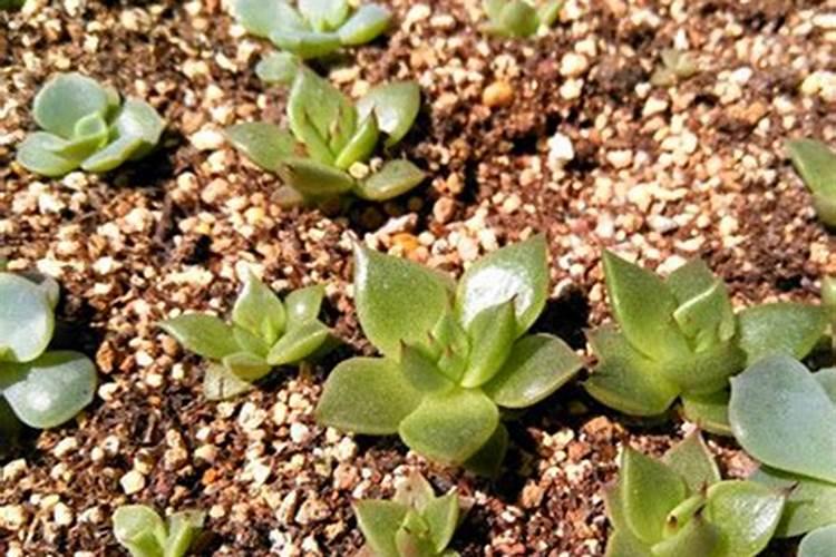 多肉植物怎么施肥,施什么肥