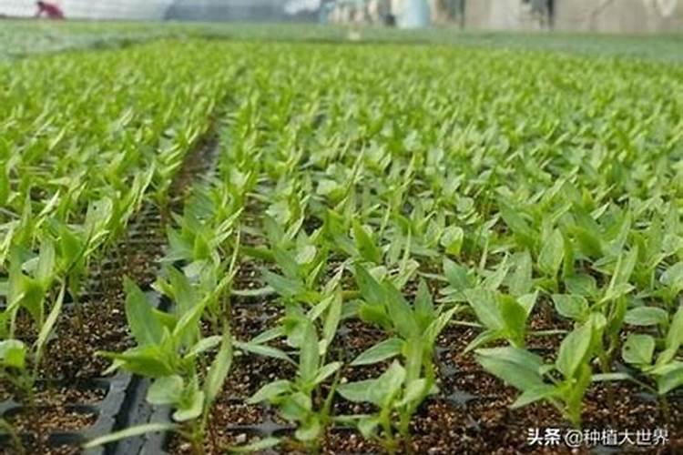 磷酸二氢钾是酸性还是碱性