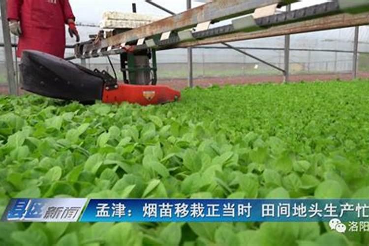 种烟地是一年一换吗