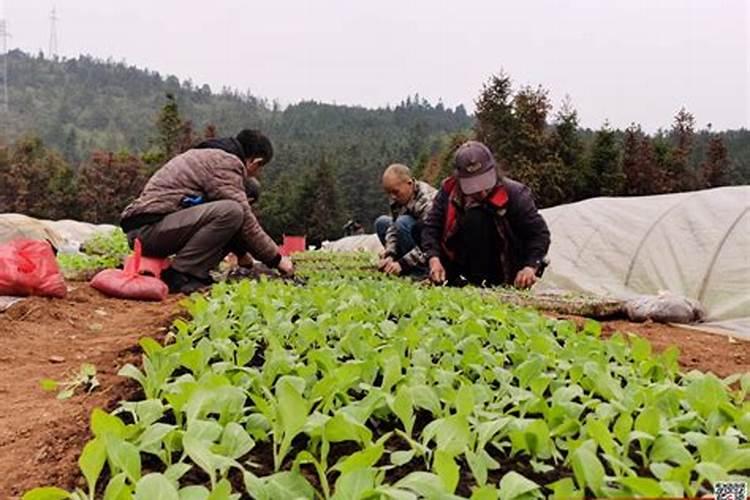 em菌用于烟草叶面肥