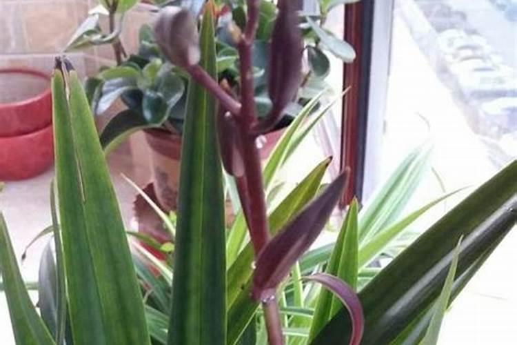 1斤水溶肥兑多少水