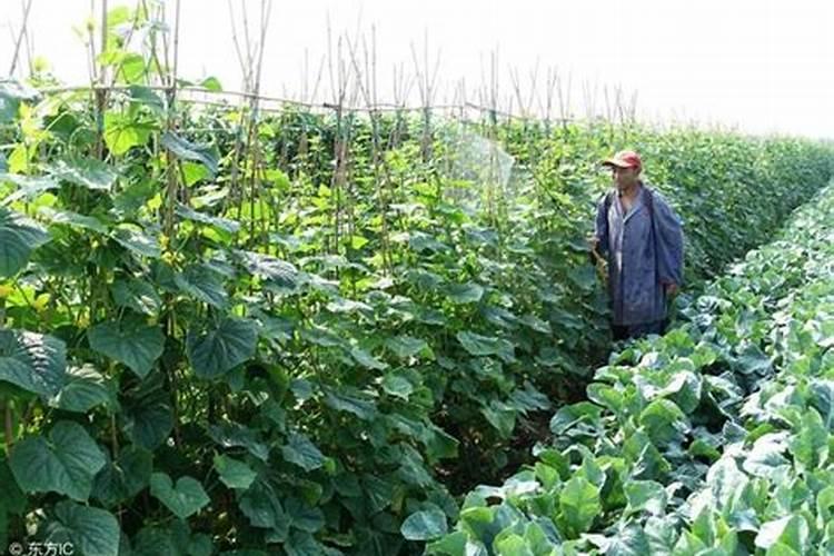 家里？植物用什么肥料好
