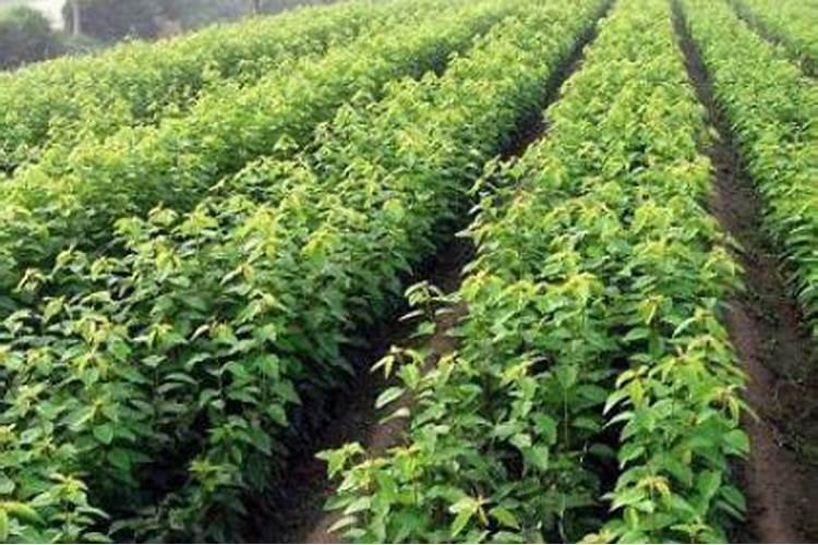 让树木快速生长的肥料