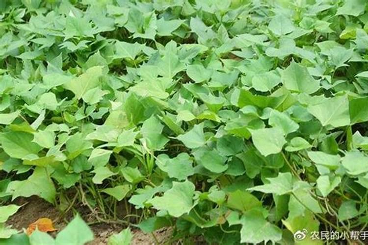 草莓打什么叶面肥叶片变肥变厚？喜满地叶魔方促进叶片快速生长肥大百度...