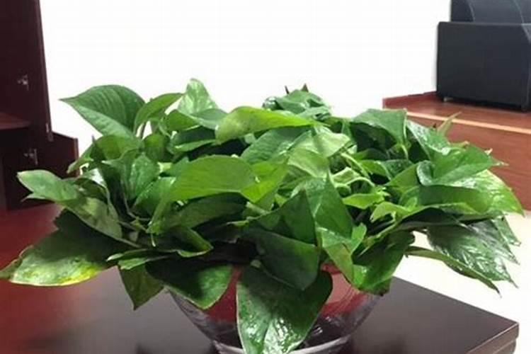 移植的树木多久能施肥 移植树木几时施肥最合适