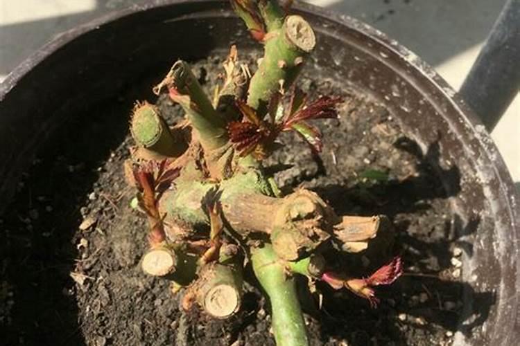 移植后的玫瑰老桩发芽了,可以去膜,和施肥吗？