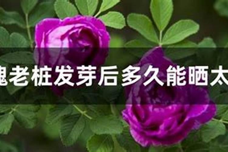 玫瑰花发芽了怎么处理？