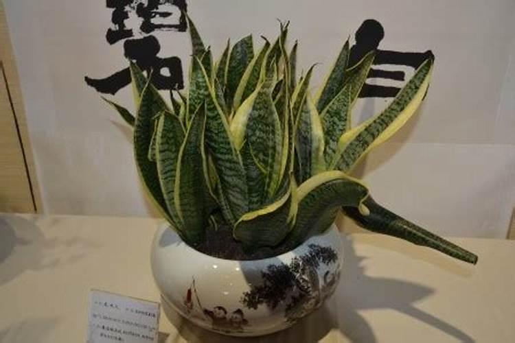 含氯肥特性