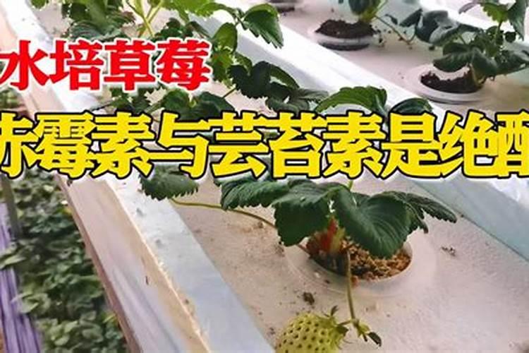 芸苔素内脂在草莓上能用几次？和碧护比哪个比较好