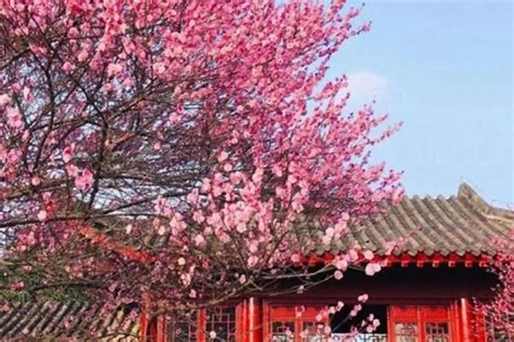 花木养护过程中的救治方法