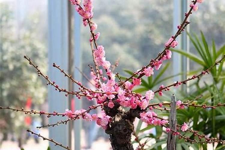 花卉的花期是怎样的？