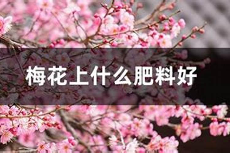 我养了,蝴蝶梅去年开花,今年不开花,长的很好呀,每天太阳照的很好,为什 ...