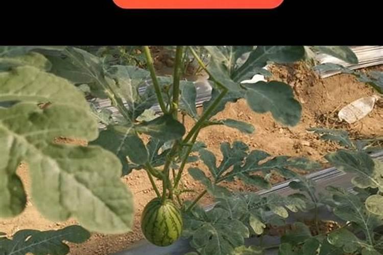 西瓜用哪种水溶肥效果好,怎么让西瓜膨大增甜