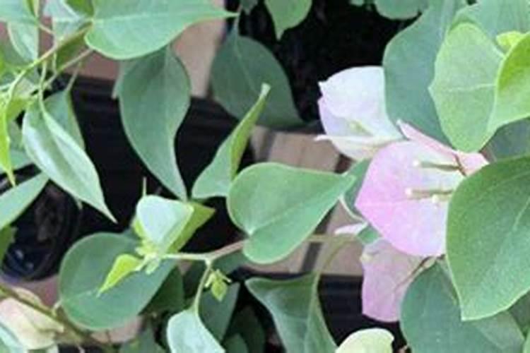三角梅出显花蕾五六个什么时间才能浇水浇水