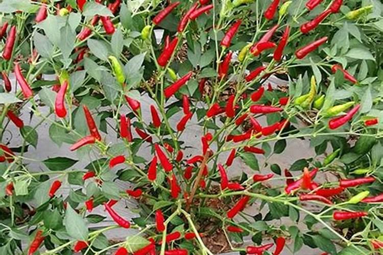 种植朝天椒的时候,怎么做才能提高产量？