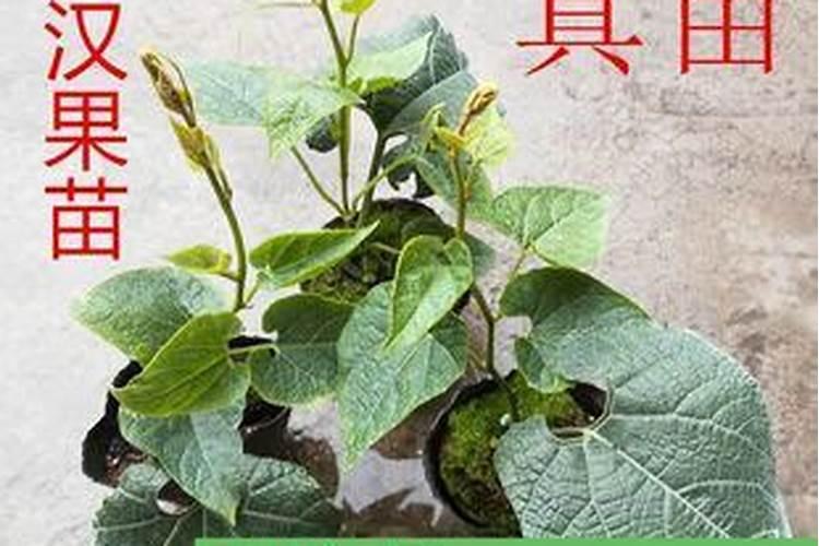 没有插过水稻的田,可以种稙罗汉果吗？