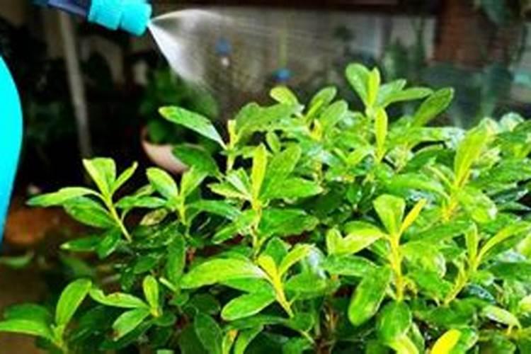 叶菜叶面肥喷尿素好还是叶面肥好