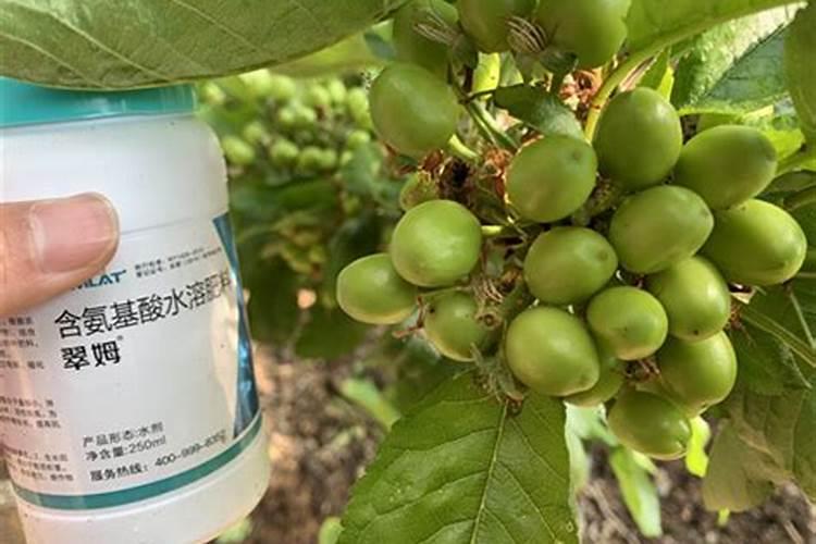 叶面肥硝酸钾应该在什么时候喷施？ 樱桃树春季管理技术