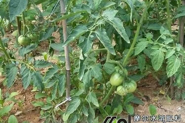 芸苔素喷施后几小时下雨不影响效果
