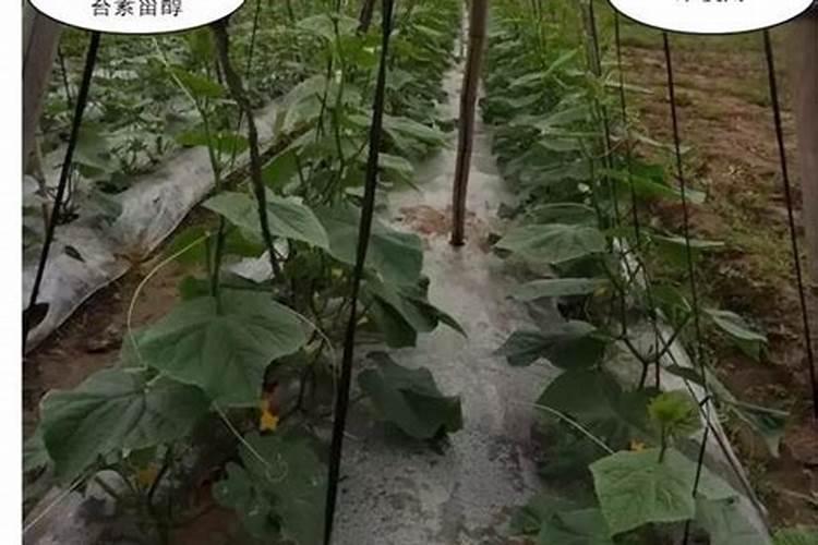 地瓜什么时候喷洒磷酸二氢钾