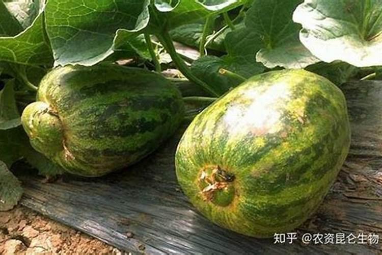甜瓜如何施底肥