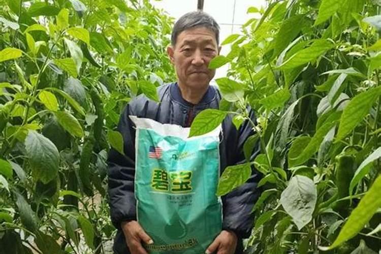 叶面肥是什么？使用时需要注意什么？