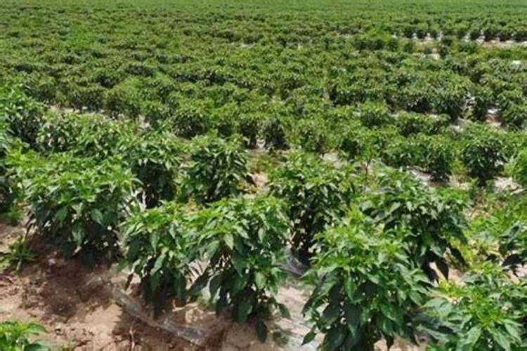 三年苹果树鸡粪烧苗能不能复活？