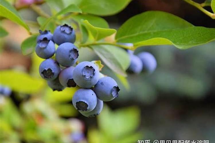 氮磷钾的肥料有哪些