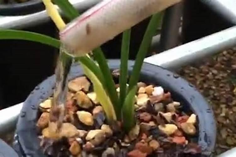 兰花叶片长青苔怎么养护才能根治
