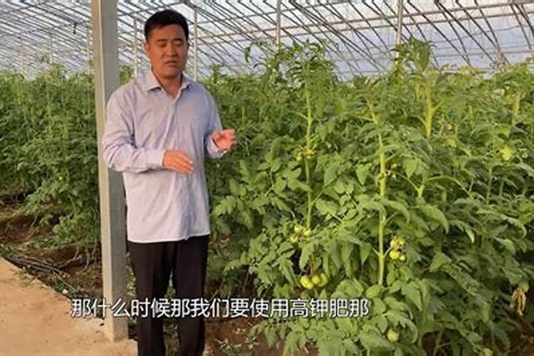西红柿钾肥过量的表现