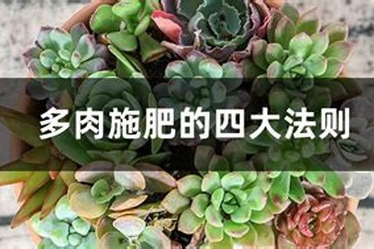 盆栽多肉植物施什么肥,该如何施肥