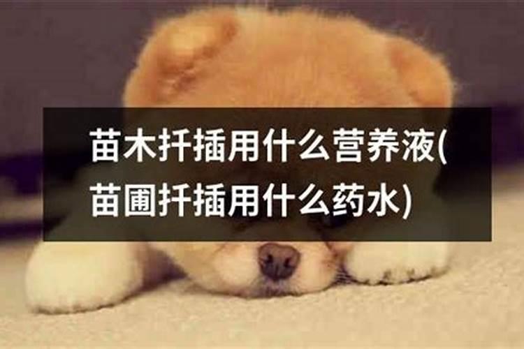 银杏树用枝条扦插繁殖可以成活吗