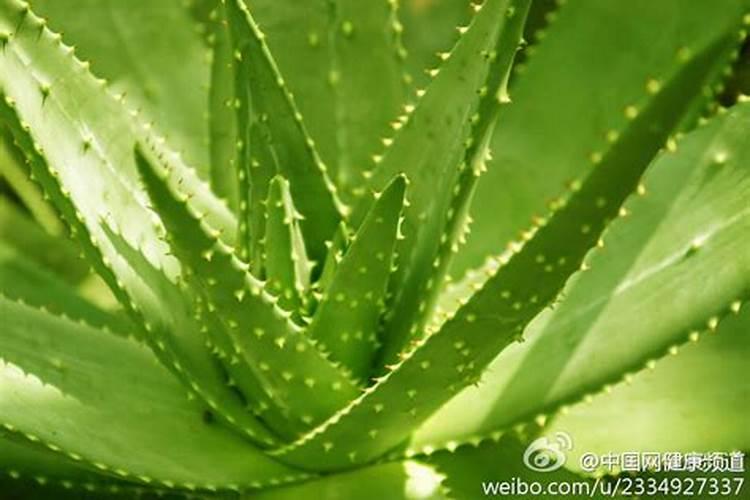芦荟怎么养 做好这六点