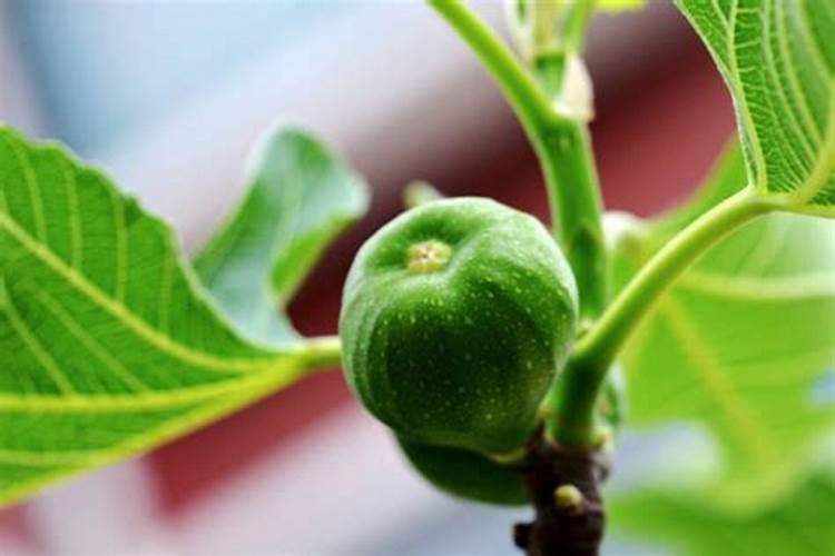 无土栽培用什么营养液好？