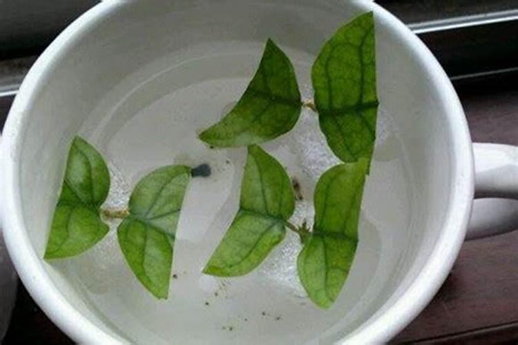 荔枝施肥时期以及方法？
