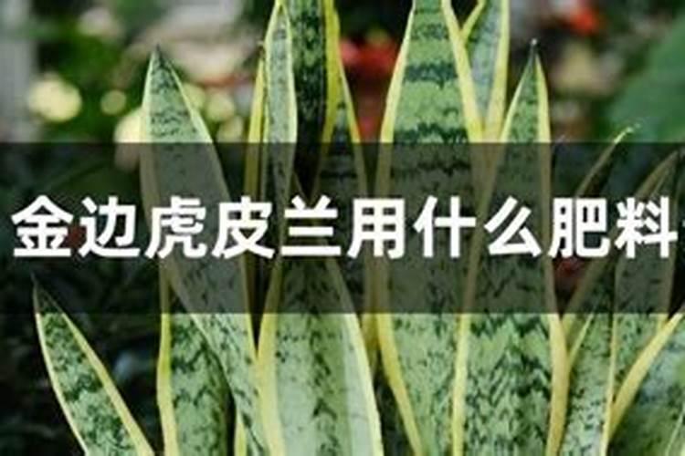 虎皮兰长势很好,侧芽出土后却不长了是什么原因？