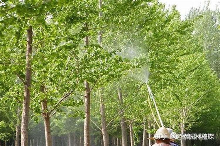 叶面肥隔几天喷一次最合适