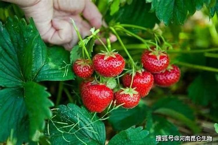 草莓现蕾期冲什么肥
