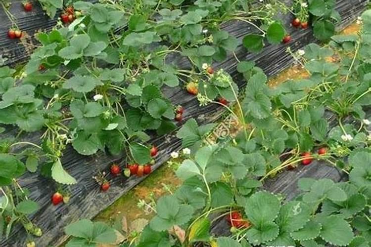 草莓开花结果期施什么肥