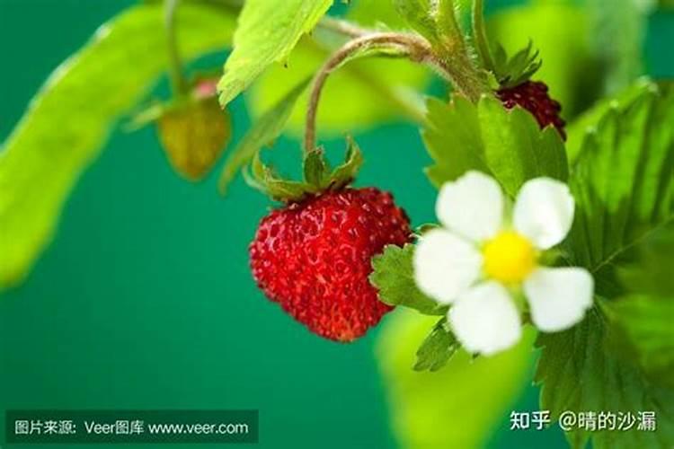 草莓高钾肥的使用方法