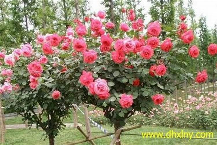 香蕉受冻要早施促芽肥,如何施促芽肥？