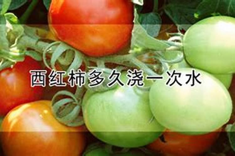 西红柿挂果后怎么管理