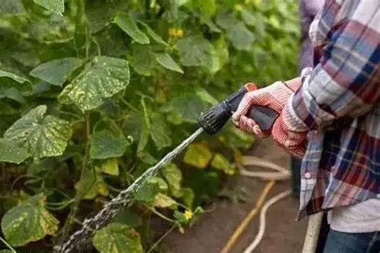 不同作物应用矿源黄腐酸钾的量不同吗？
