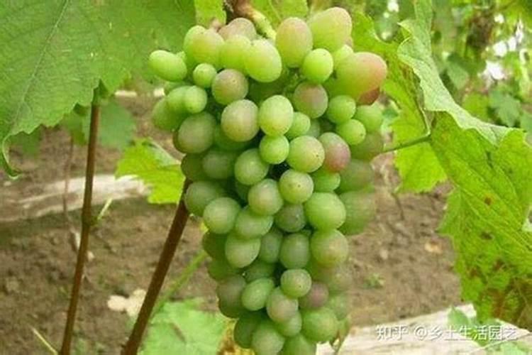 氮素对植物叶绿素有什么影响？
