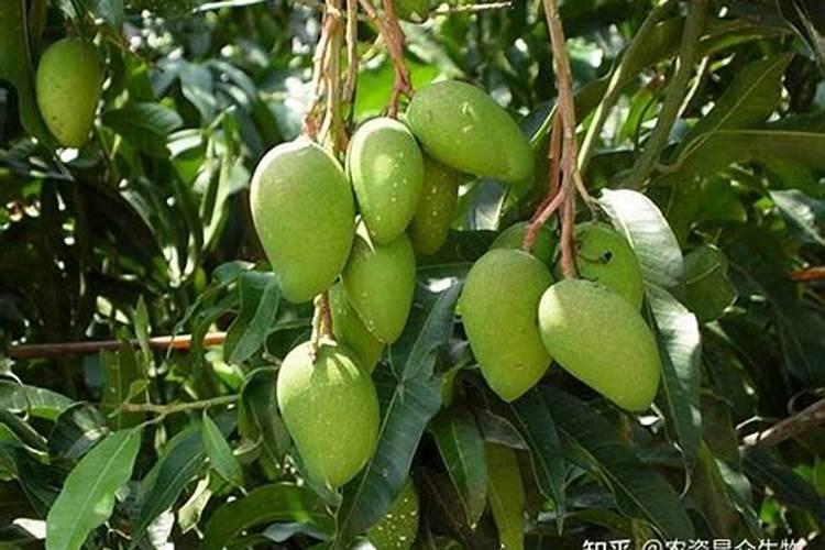 想要果树的果子又大又甜,该选用什么肥料？