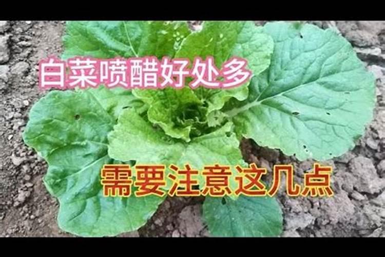 1两白醋加多少水喷施大白菜？
