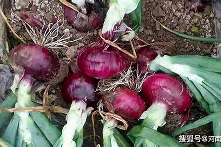 地瓜在家怎样种植方法