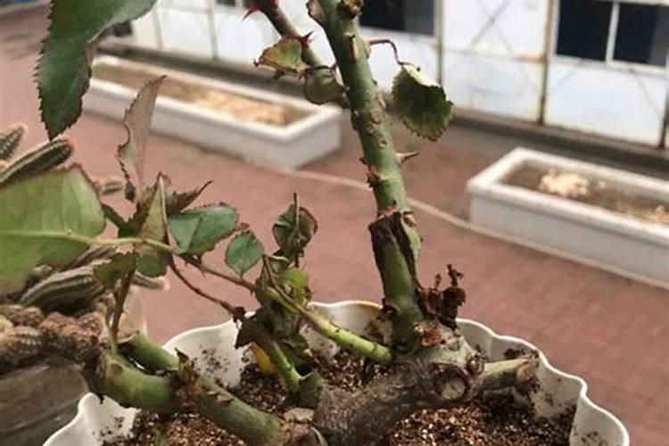 树状月季用什么老桩 如何刺激月季老桩发芽