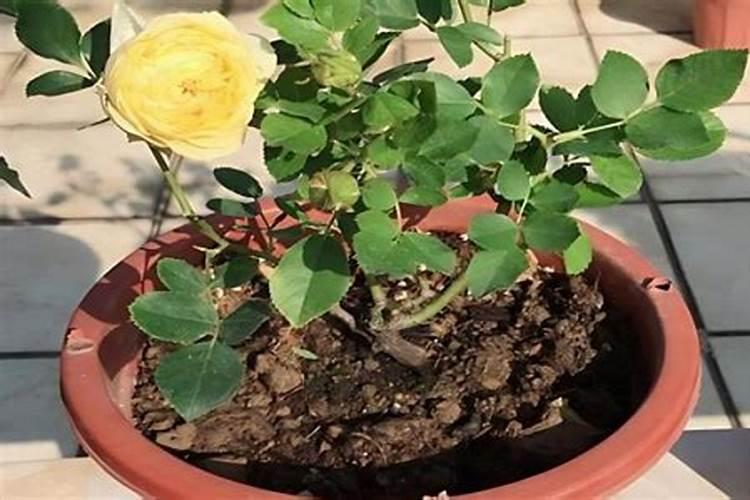 月季花用什么肥料最佳？