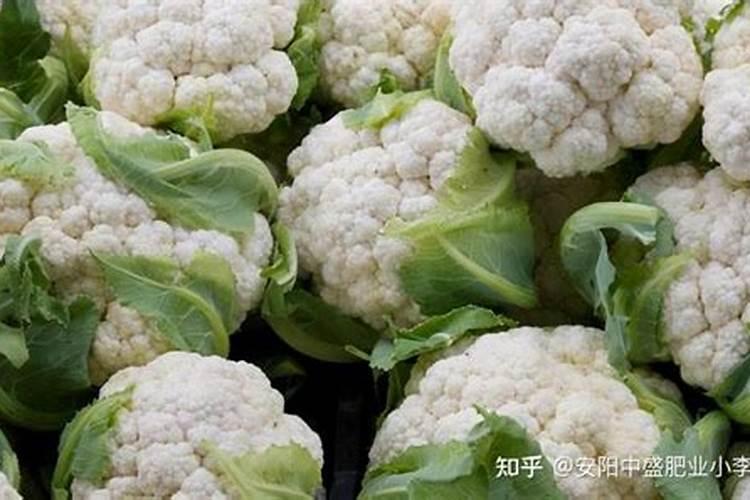 目前柚子树须打药吗,如打什么药效好
